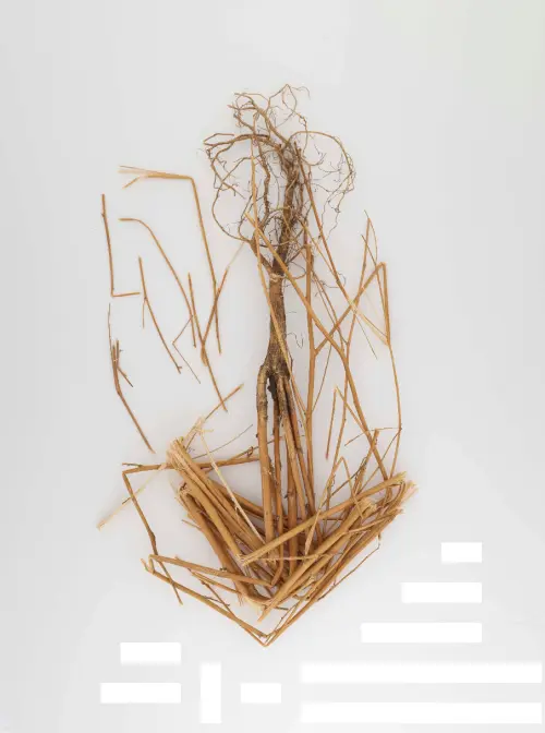 First page of BlueBookArtifacts - Physical Specimen 7-3745-470 (Artifacts 341-27-491) from Baltimore, Maryland, July 7, 1955 Twigs on Which A